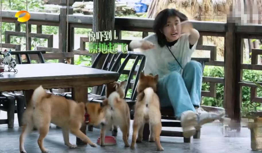 向往的生活导演谈陈赫综艺感最强,陈赫向往的生活第5季来过吗