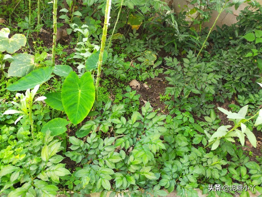 魔芋怎么生长最快,魔芋怎样长得快又大