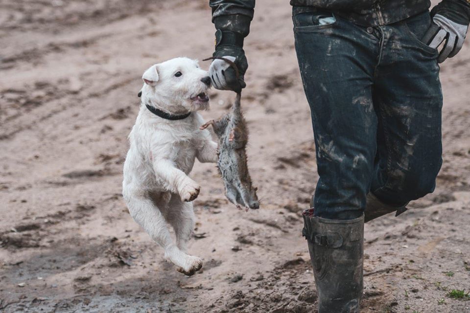 狗狗也可以抓老鼠,上万只狗狗抓上万只老鼠
