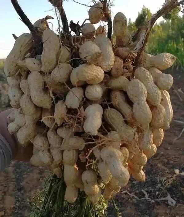 花生高产必需的微量元素,花生生长期需要哪些微量元素