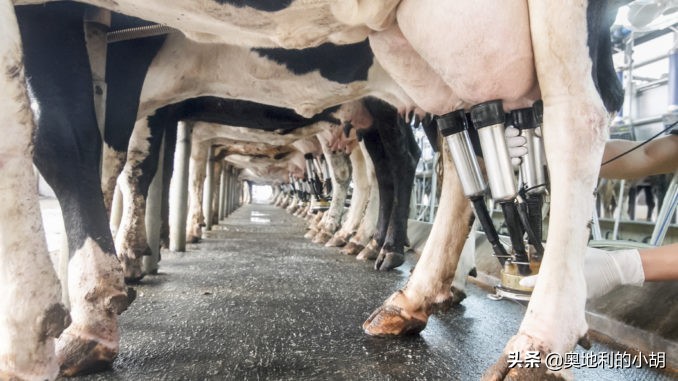 牛奶到底哪一种牛奶最好,公认最没营养的5种牛奶