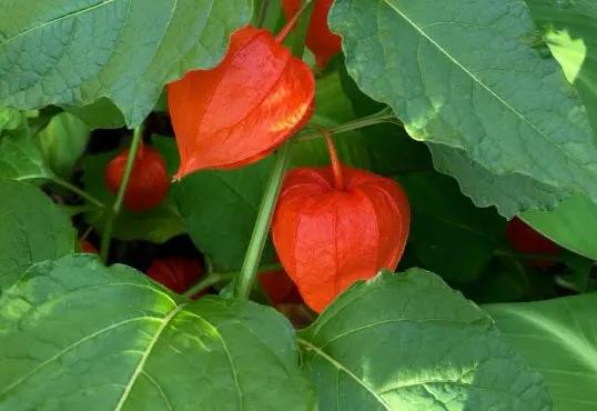 绣球花的花瓣好漂亮！等等，你确定那是花瓣？