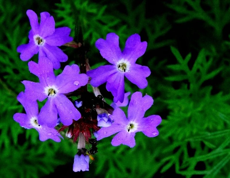 10种最好的鲜花名字,有寓意的花名英文名