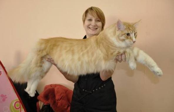 温柔的巨人猫视频,温柔的巨人布偶猫