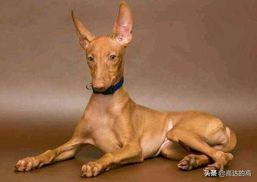 世上最贵的十种犬排行,狗中最贵的犬