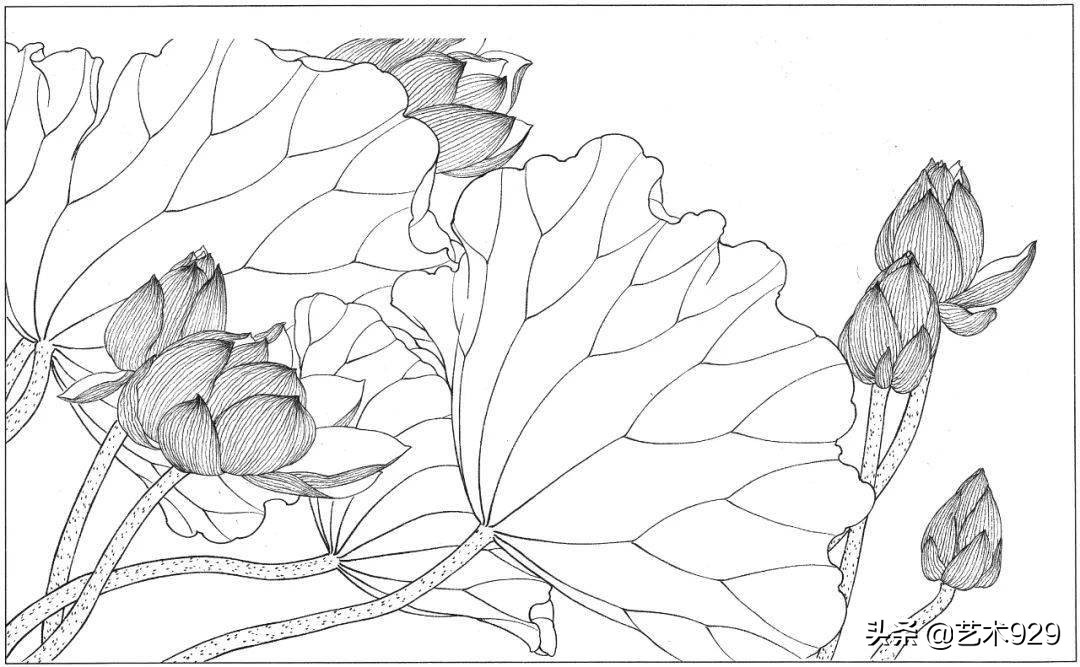 适合初学者的荷花白描画稿,荷花小品实用白描画稿