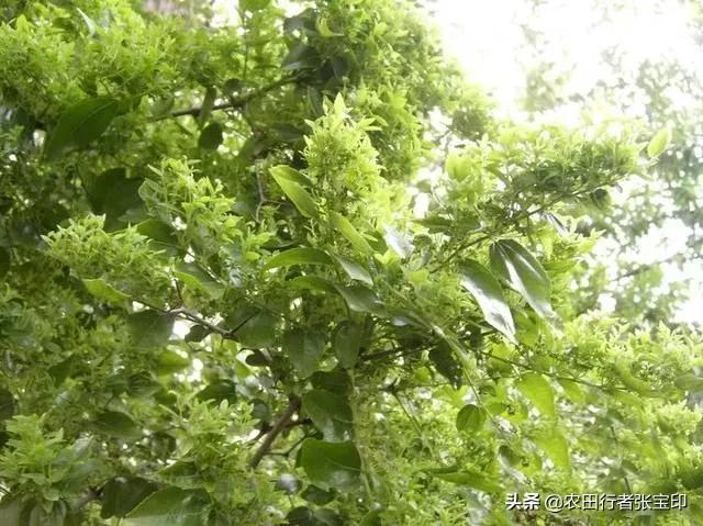 浅谈枣疯病的防治方法