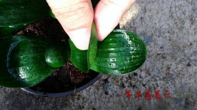 一叶君子兰苗用什么土栽种,君子兰一叶苗的养法