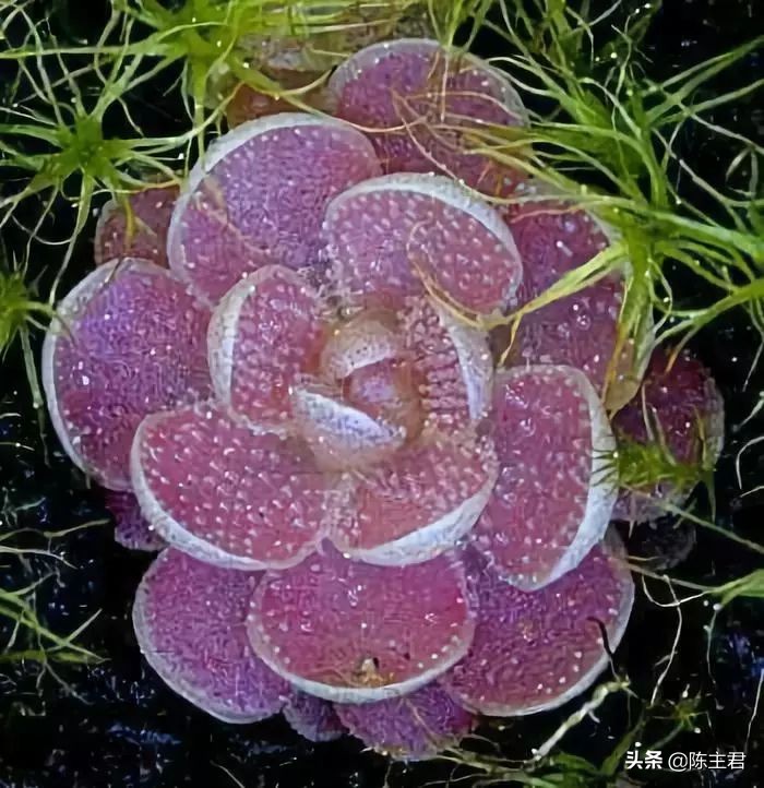 十大最贵法师多肉排行榜,玉露多肉最贵多少钱一棵