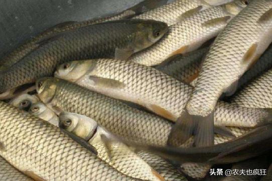 草鱼是掠食性强的鱼吗,四大家鱼是鲤鱼科吗