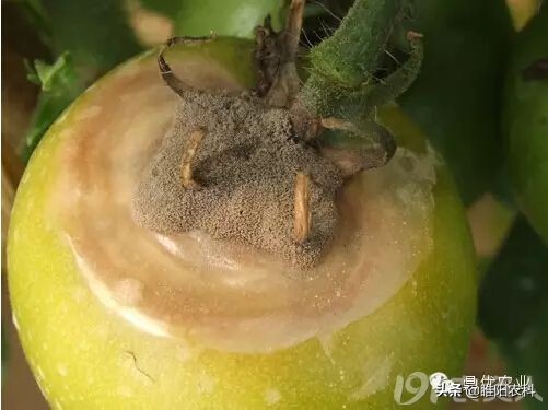 灰霉病怎么治疗彻底根除,灰霉病怎么补救