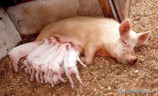 母猪哺乳期奶水好小猪会拉稀吗,母猪奶水不足导致仔猪消瘦拉稀