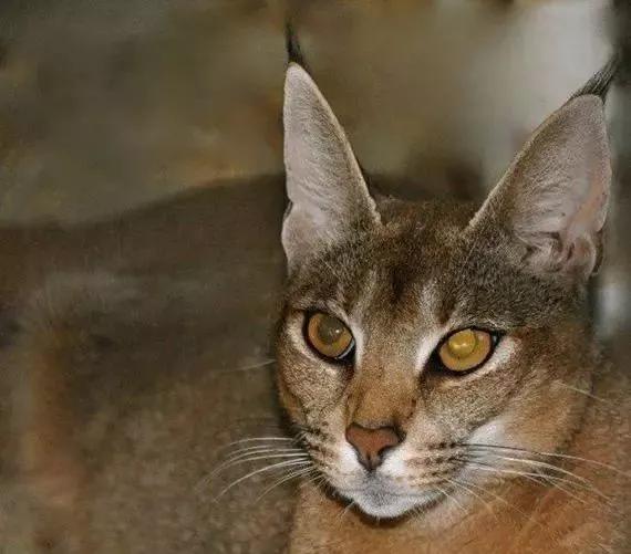 盘点一下世界上最昂贵的宠物,世界上十种最贵的宠物