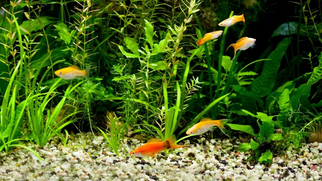 硝酸盐偏高对身体有害吗,硝酸盐过多的影响