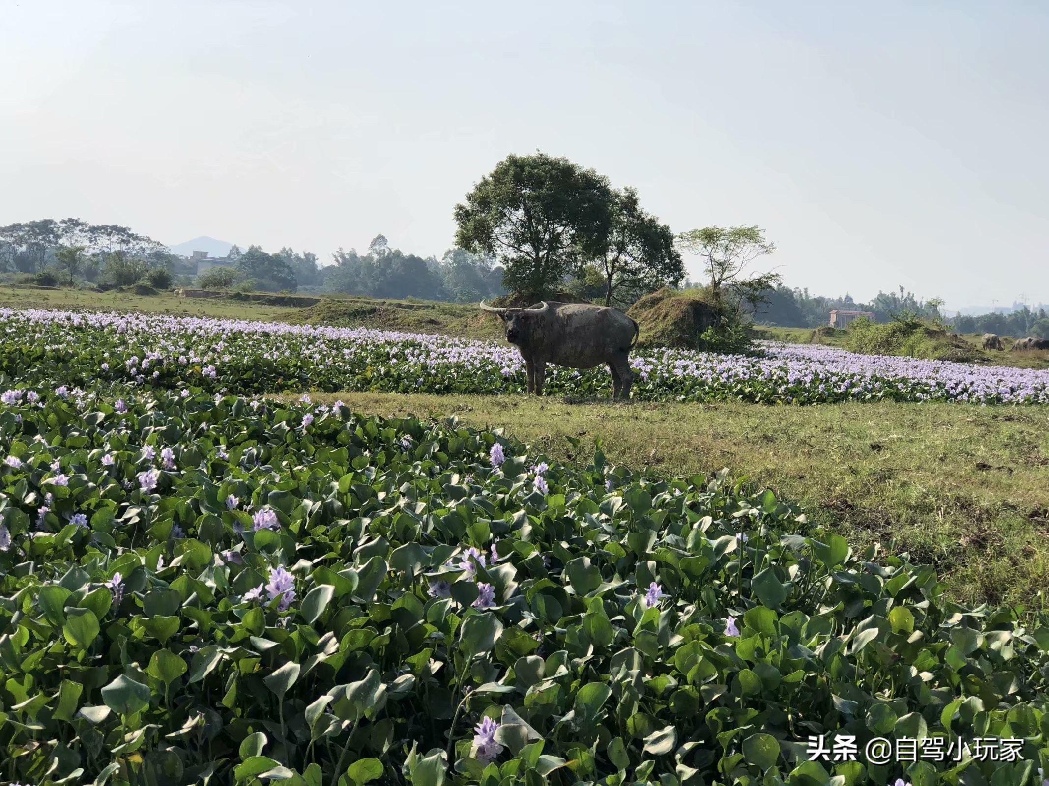 离深圳最近的野营地,深圳周边露营草原景点攻略