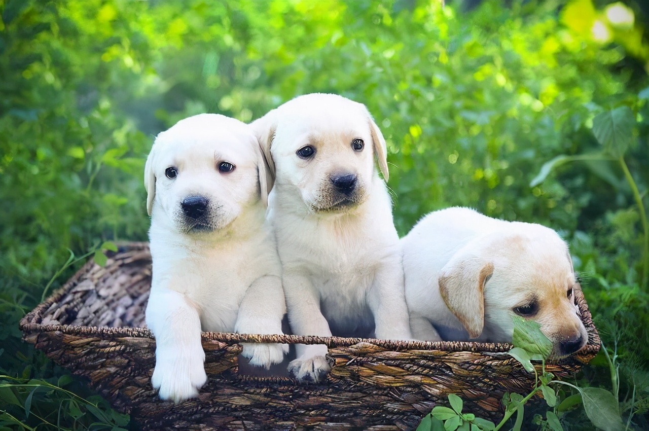 幼犬黄绿色粪便,幼犬拉黄色稀屎怎么治疗