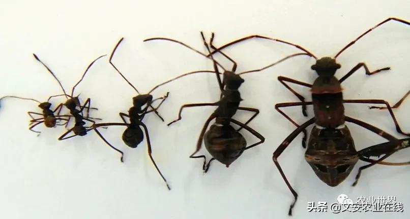 专治大豆病虫害的药,大豆害虫点蜂缘蝽防治方法