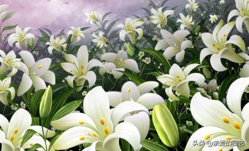 百合这样养很快就能花香四溢,百合花这样养花朵大香味迷人