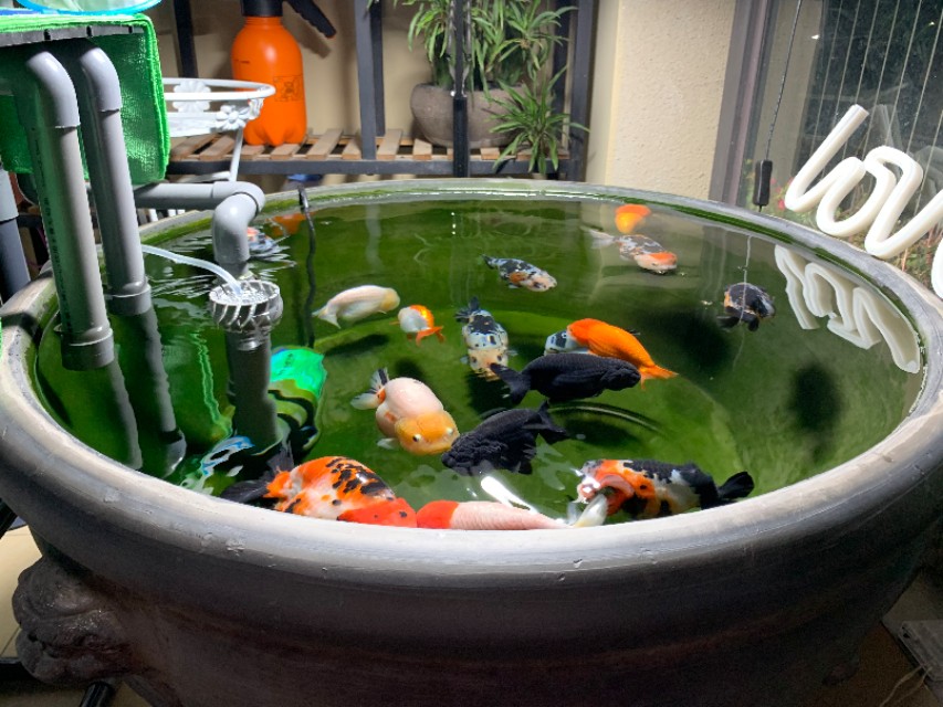 热带鱼鱼缸怎么养硝化细菌,观赏鱼硝化细菌怎么培养