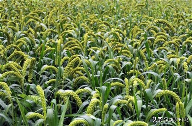 谷子种植技术要点，种植高手告诉你诀窍！建议收藏！