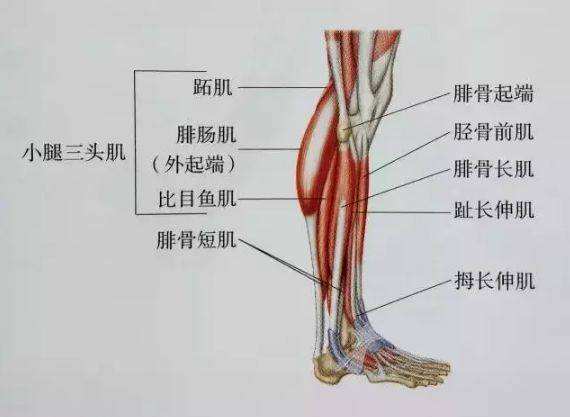 小腿后侧肌肉发力有疼痛感,小腿一发力肌肉就变形疼痛