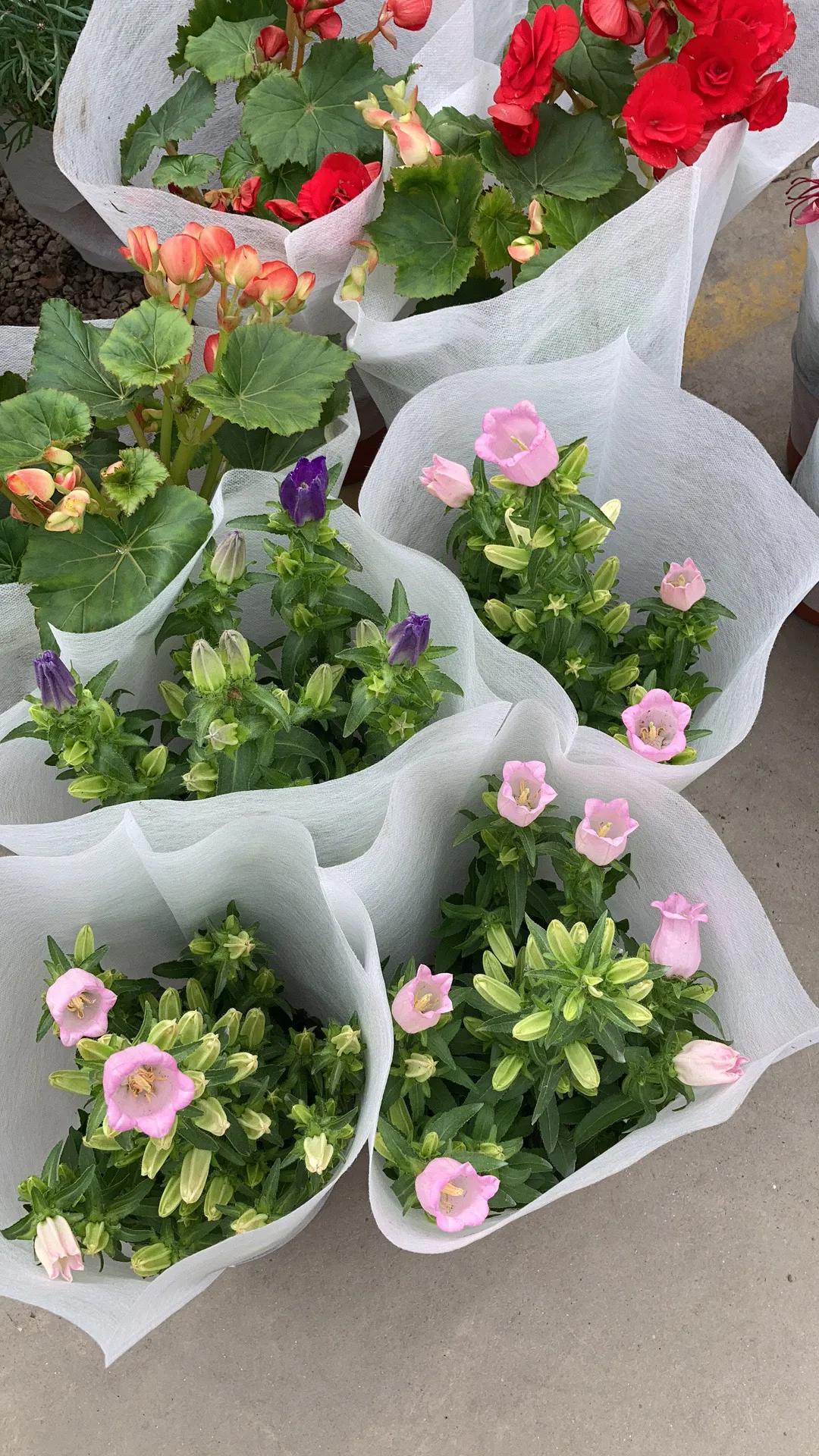 沈阳大东北花卉批发市场地址,沈阳大北花卉市场