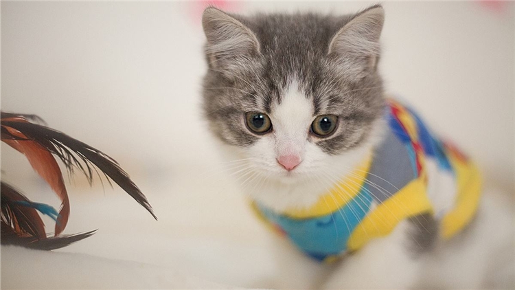 猫咪的眼屎该怎么处理,猫咪有眼屎的原因和处理方法