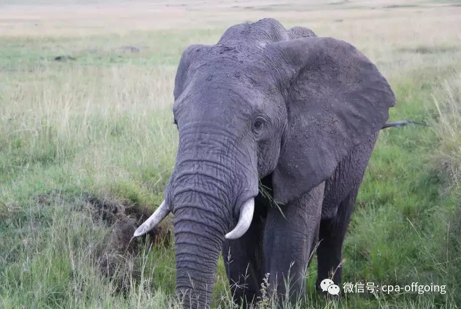 这个野奢的国度,欧美、日韩人都爱去,为何我们国家没人去?