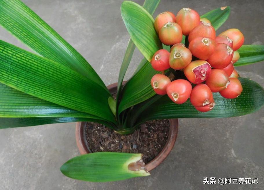 君子兰小苗换盆八大步骤,君子兰旁边长小苗换盆的正确方法