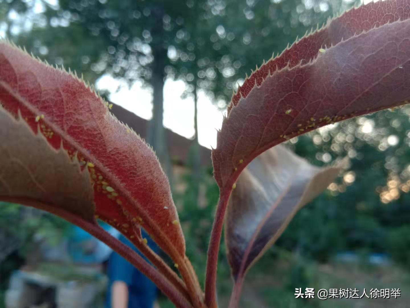 梨树没蚜虫卷叶是什么原因,梨树叶卷了里面都是蚜虫