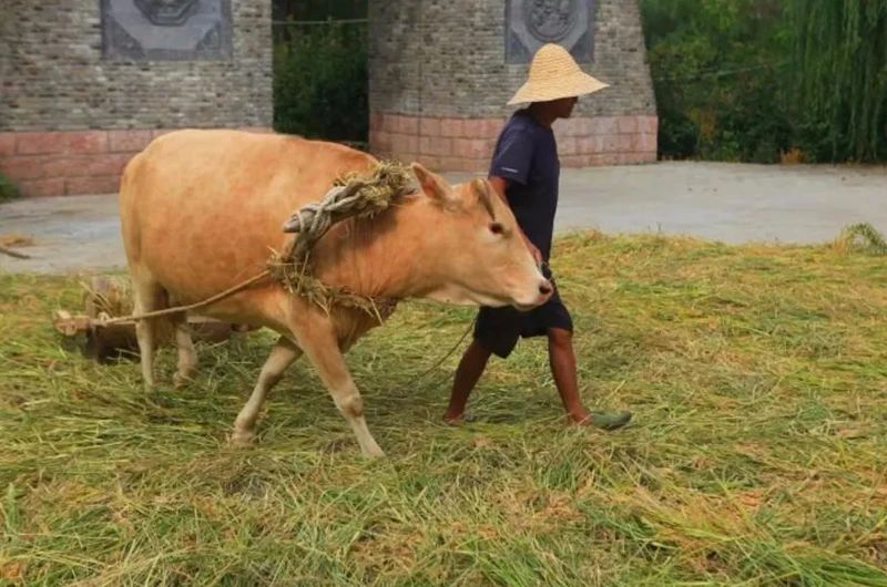 李子柒被造过哪些谣言,李子柒被写入小学语文试卷引争议