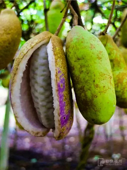 白云区永泰,什么是永泰葱饼