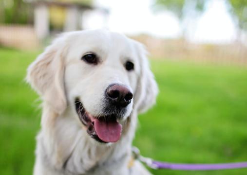 「护理」狗子来了大姨妈怎么办？