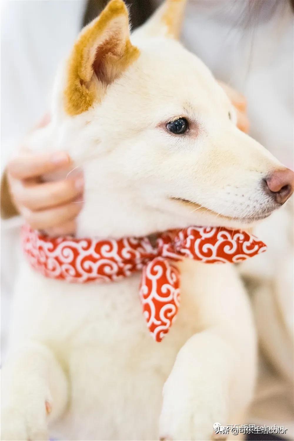 撸柴宠物乐园,广州番禺撸狗圣地