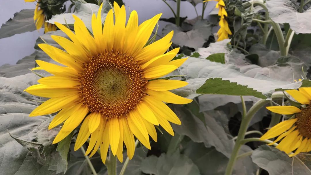 早安营口2019年5月16日,早安营口新闻