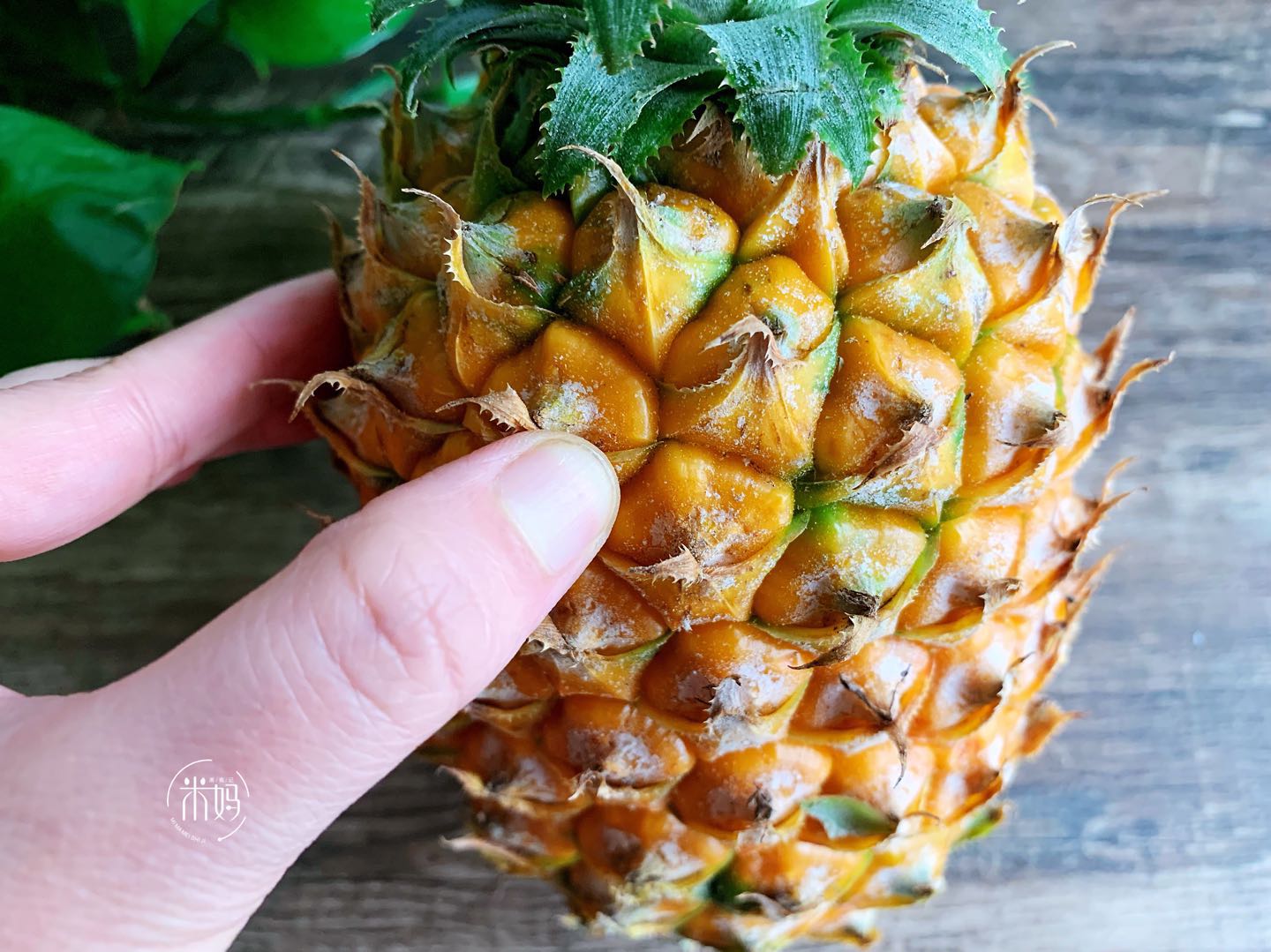 挑选菠萝秘诀大揭秘,怎样挑选菠萝的正确方法