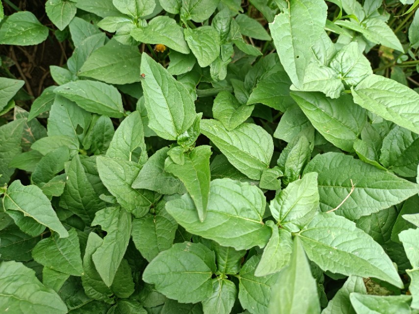 农村这几种野草是天然的解毒草,神仙草叶的作用