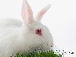 葡萄籽美白真的有用吗测评,葡萄籽祛斑是真是假