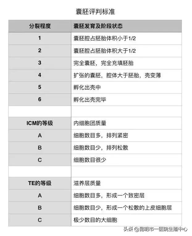 试管小白——“顶流”级别的胚胎长啥样？