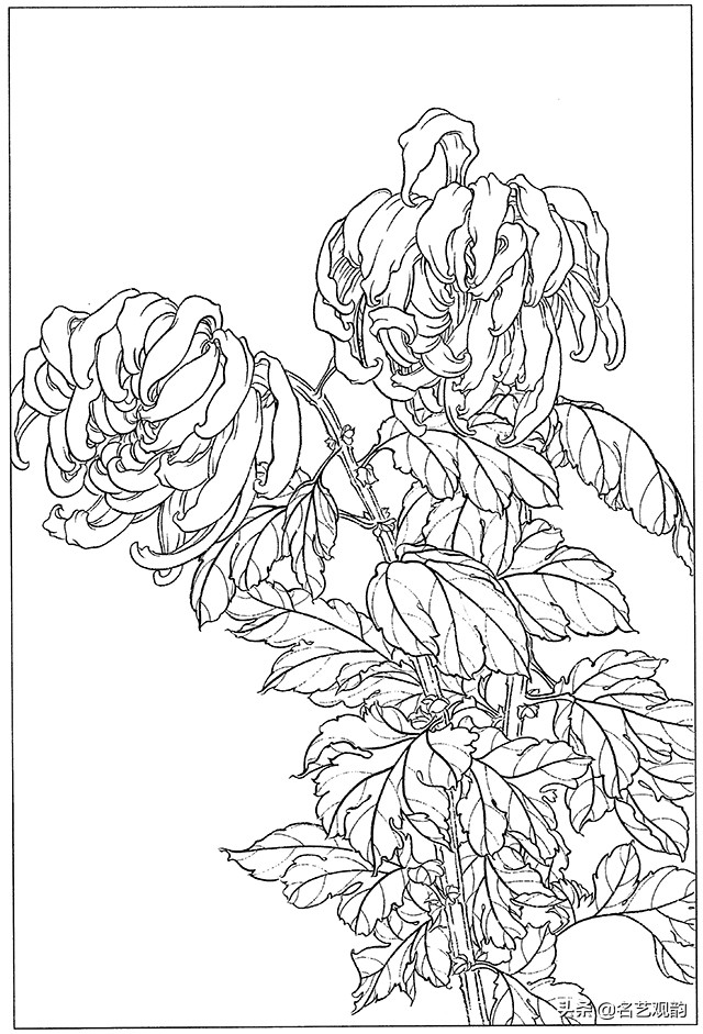 工笔画白描花卉图片大全,工笔画线描花卉菊花