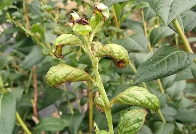 蓝莓种植常见虫害,蓝莓病虫害防治视频教学