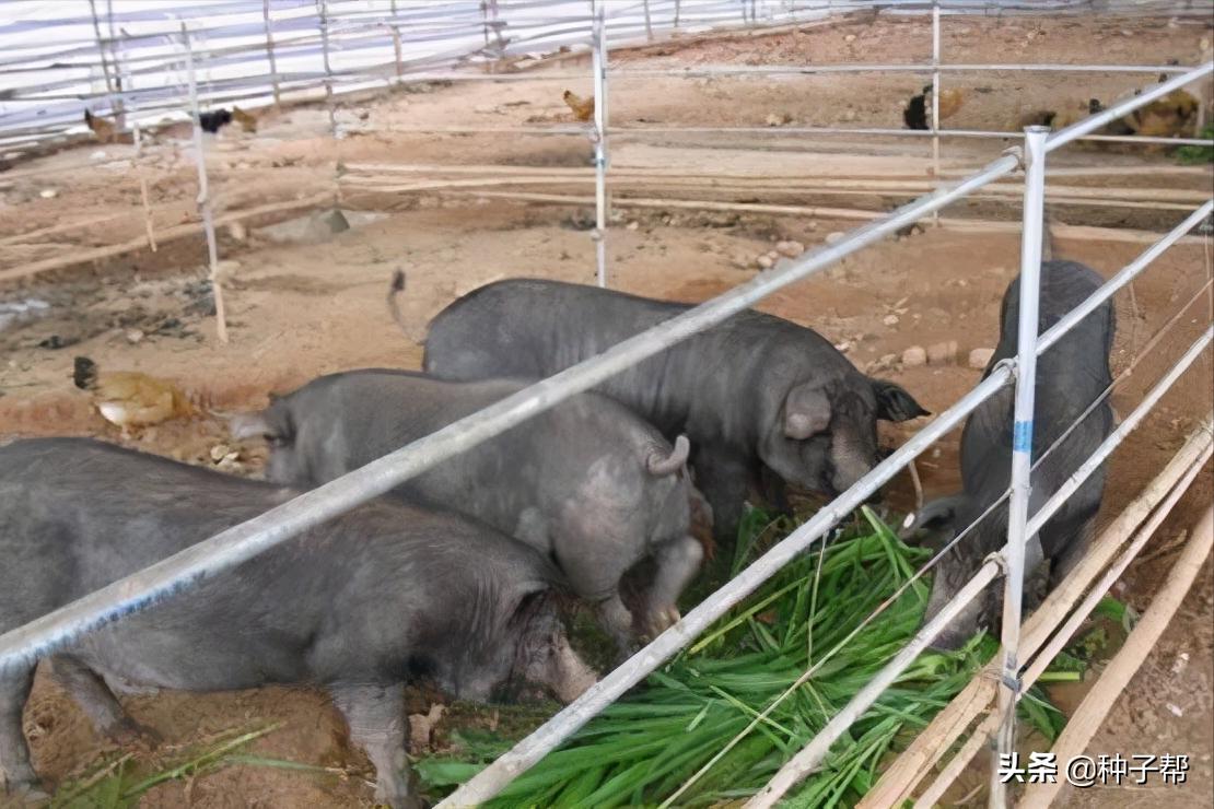 皇竹草北方亩产多少吨,北方皇竹草和甜象草哪个适合养牛