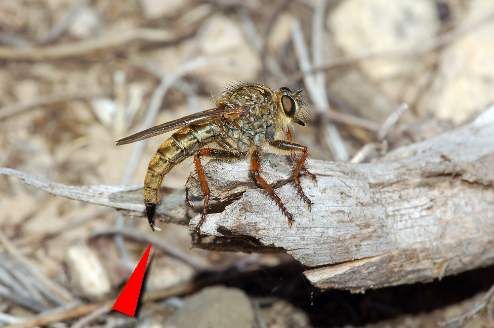 看着像苍蝇但是尾巴比苍蝇长,看着像苍蝇的小飞虫是什么