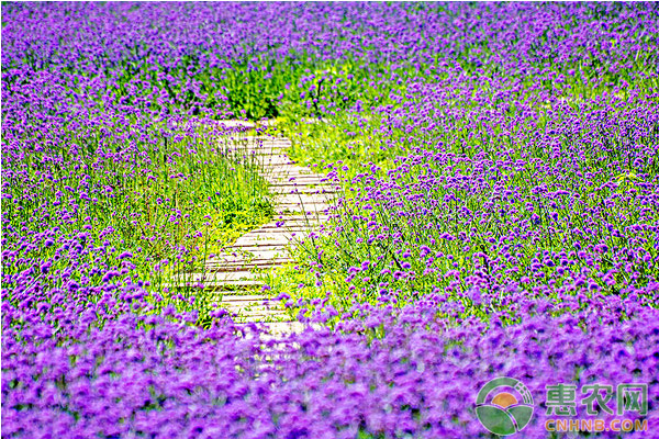 薰衣草种子种植方法及步骤图,薰衣草种子种植方法及步骤图片