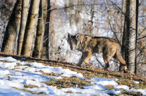 狼图腾大揭秘,狼图腾狼行天下