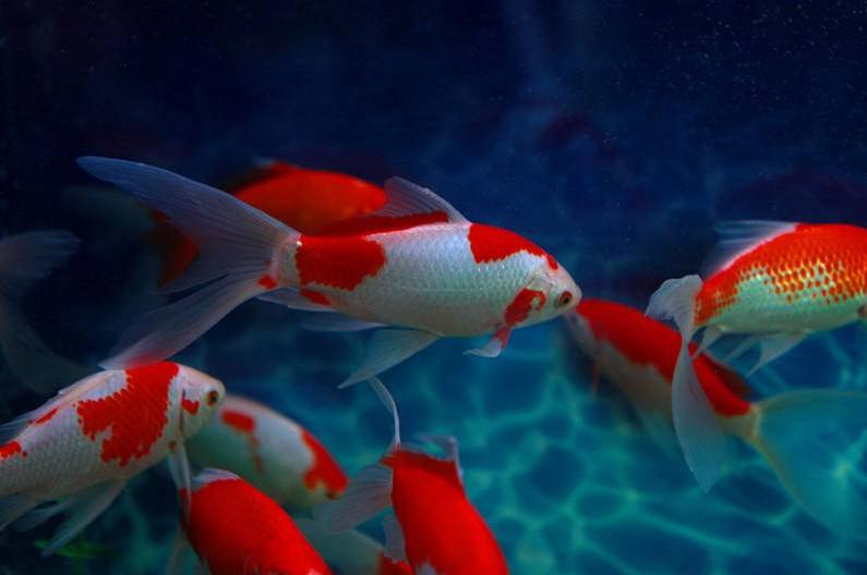 金鱼怎么预防寄生虫,金鱼体内寄生虫用什么药