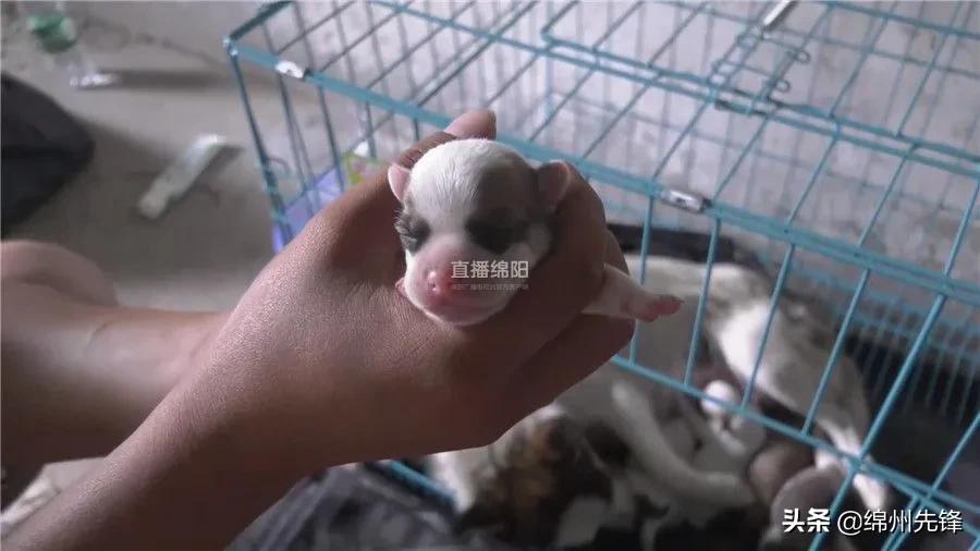 被救下的111条狗狗,一只金毛流浪狗被解救过程