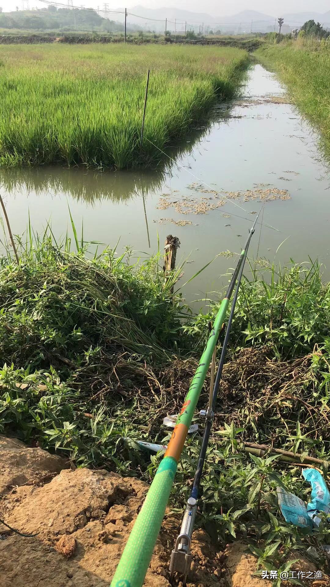 鲫鱼身上有红线,去除鲫鱼尾巴上的红线