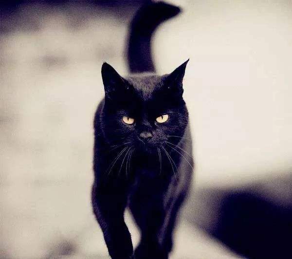 中华田园猫的品种介绍和图片大全,中华田园猫八大品种