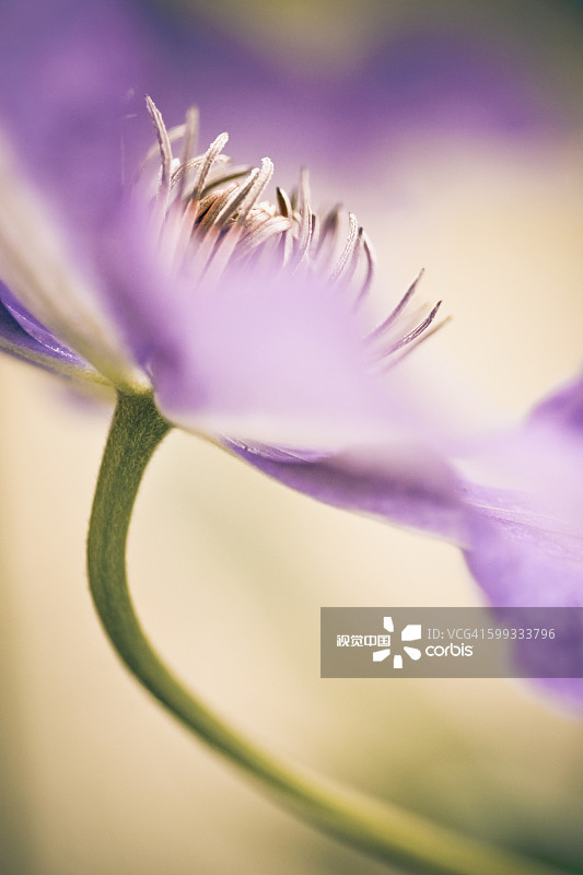 6种美好的花儿，陪你走过整个夏天的各个节气